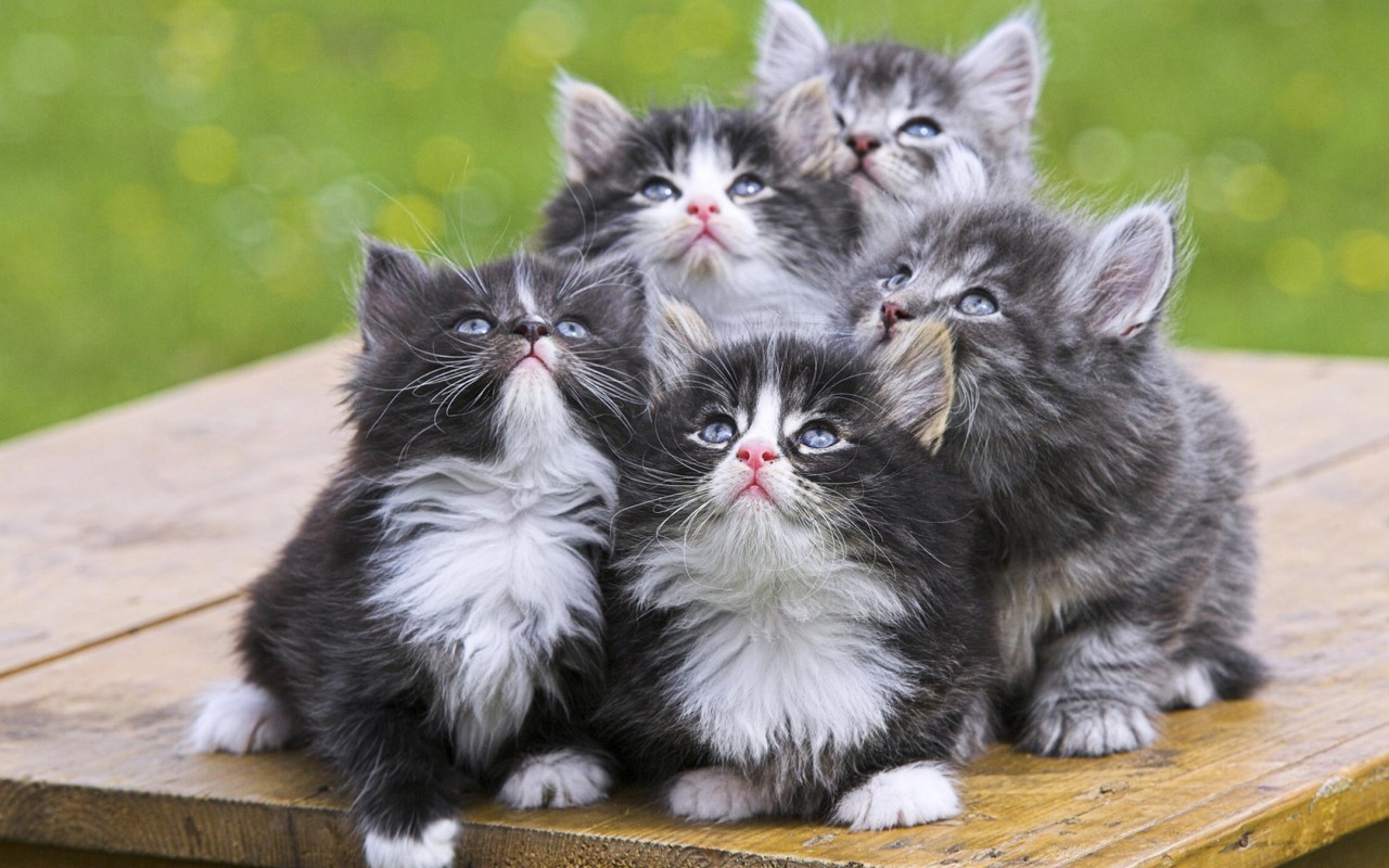http://www.tapir.caltech.edu/~fuller/Figures/Cute-Kittens-kittens-16094704-1280-800.jpg