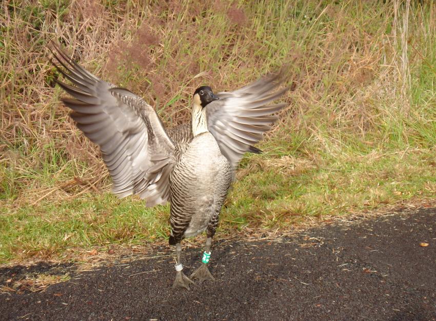 new york state flower and bird. new york state flower and ird