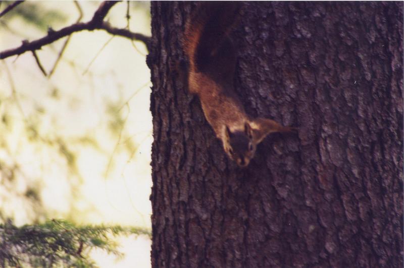 Eichhrnchen