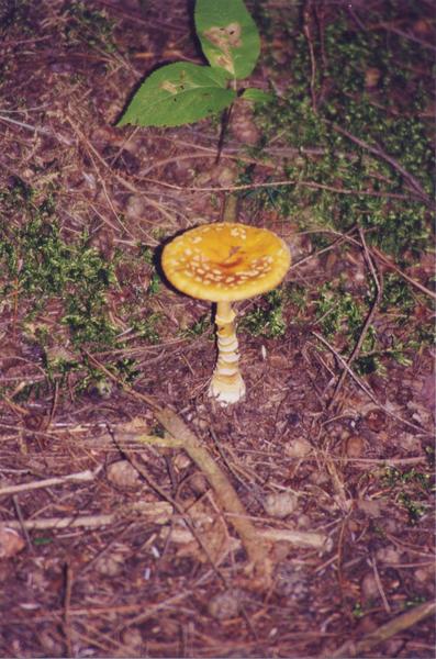 Pilz