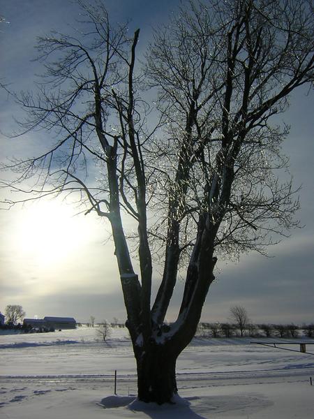 Vereister Baum komplett