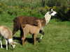 Lama (?)