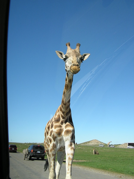 Giraffe