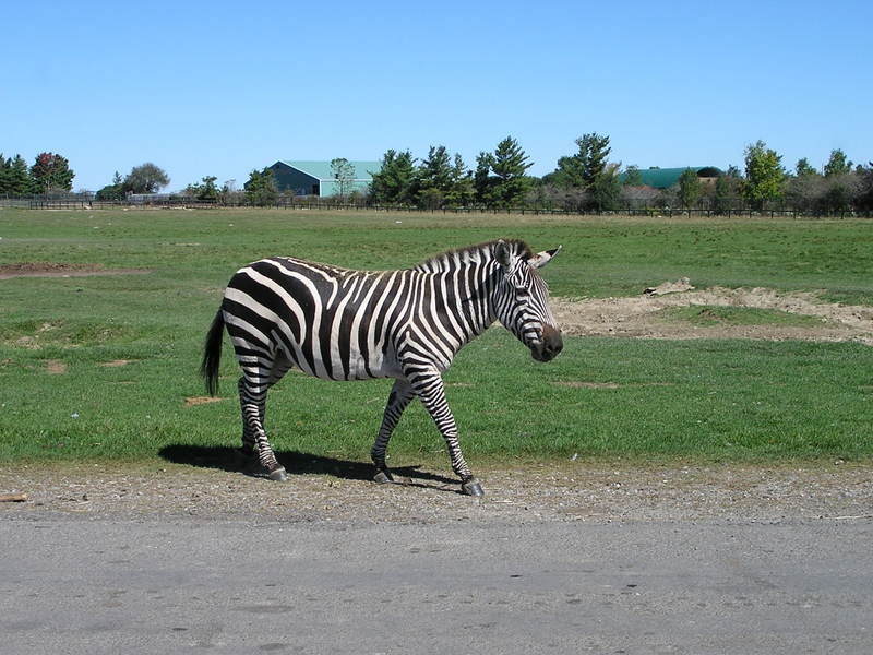 Zebra