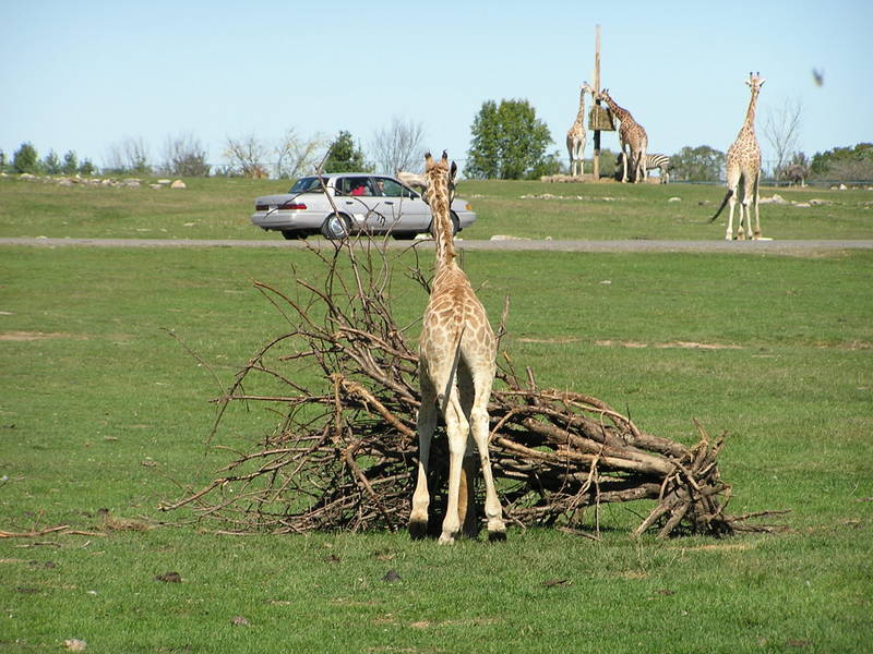 Giraffe