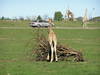 Giraffe