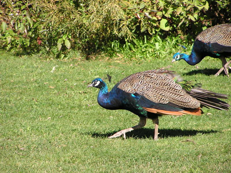 Ein Pfau