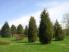 Baumanlage im Arboretum