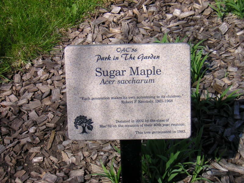Sugar Maple Plate