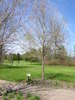 Sugar Maple