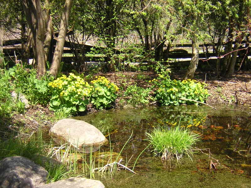 Blumen am Teich