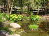 Blumen am Teich
