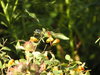 Libelle